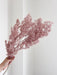MINGO » Ming fern stabilizzato malva - Bloomoon