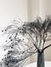 MORTISIA » Dream Grass stabilizzata grigio - Bloomoon