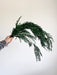 NATANIELE » mazzo di foglie di pepe stabilizzato verde H70cm - Bloomoon