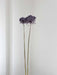 NYX » fiore di aglio (allium) essiccato colorato H80cm - Bloomoon
