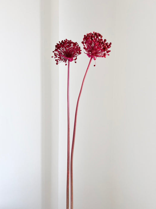 NYX » fiore di aglio (allium) essiccato colorato H80cm - Bloomoon