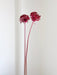 NYX » fiore di aglio (allium) essiccato colorato H80cm - Bloomoon