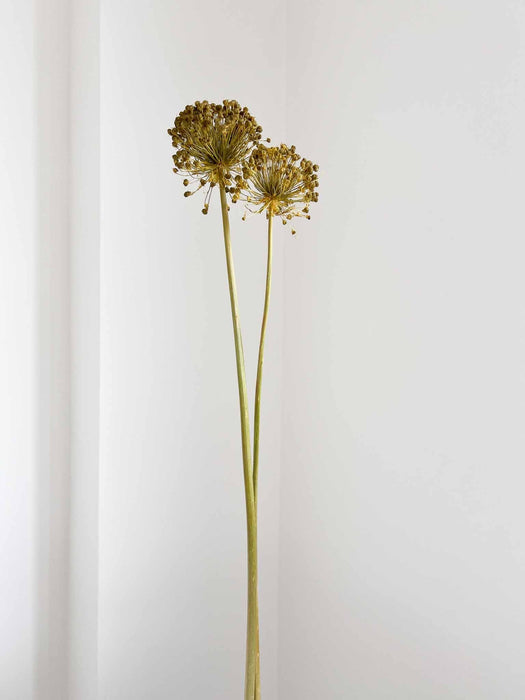 NYX » fiore di aglio (allium) essiccato colorato H80cm - Bloomoon