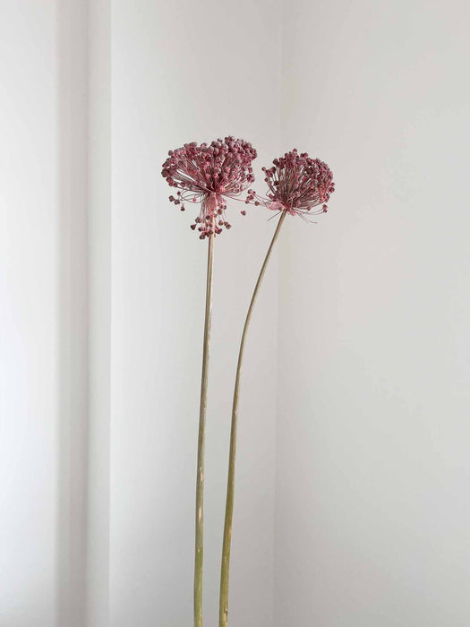 NYX » fiore di aglio (allium) essiccato colorato H80cm - Bloomoon