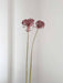 NYX » fiore di aglio (allium) essiccato colorato H80cm - Bloomoon