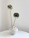 NYX » fiore di aglio (allium) essiccato colorato H80cm - Bloomoon