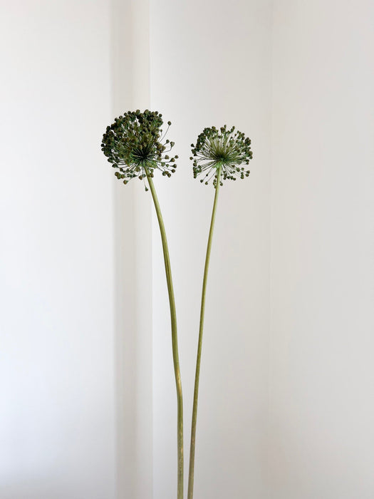 NYX » fiore di aglio (allium) essiccato colorato H80cm - Bloomoon