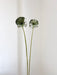 NYX » fiore di aglio (allium) essiccato colorato H80cm - Bloomoon