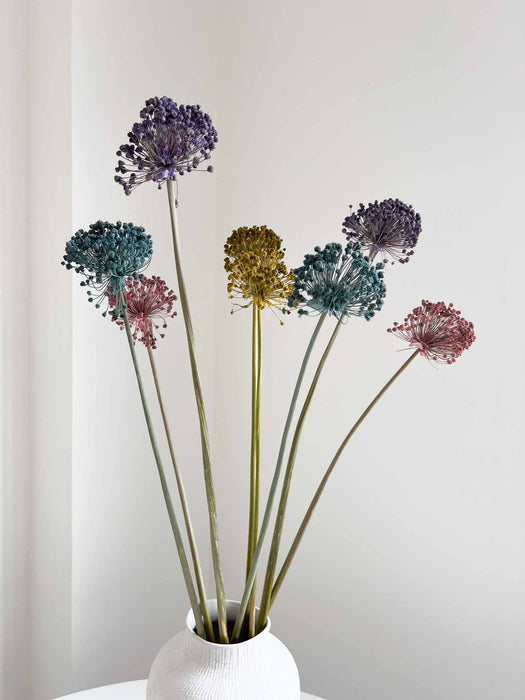 NYX » fiore di aglio (allium) essiccato colorato H80cm - Bloomoon