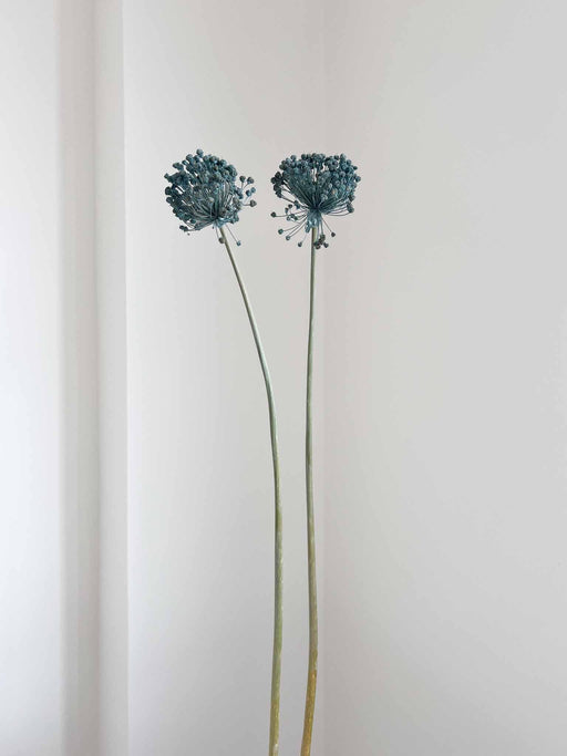 NYX » fiore di aglio (allium) essiccato colorato H80cm - Bloomoon