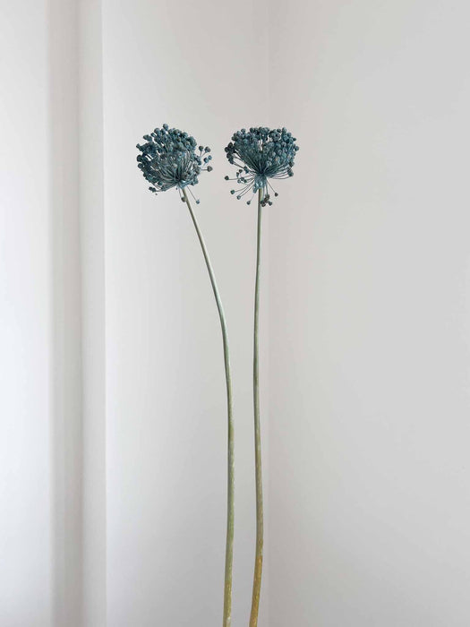 NYX » fiore di aglio (allium) essiccato colorato H80cm - Bloomoon