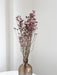 ORDOBARDO » Limonium essiccato naturale - Bloomoon