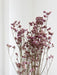 ORDOBARDO » Limonium essiccato naturale - Bloomoon