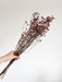 ORDOBARDO » Limonium essiccato naturale - Bloomoon