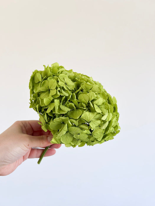 RANIERO » Ortensia stabilizzata premium pistacchio