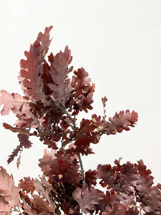 OAK » preserved red - GAIO