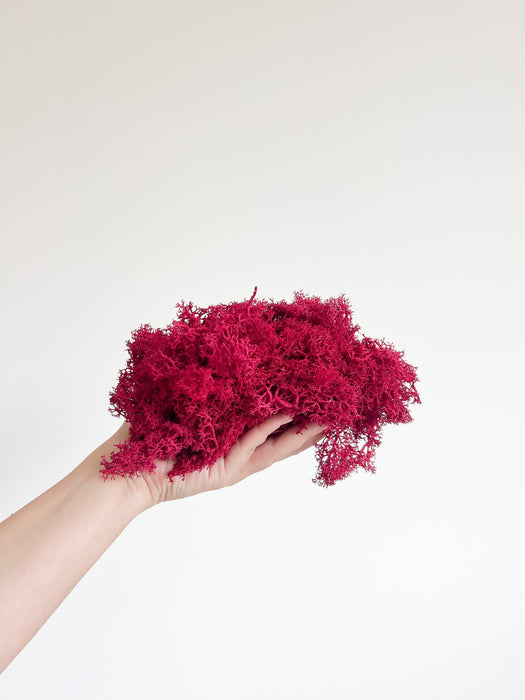 SOREN » Muschio nordico stabilizzato magenta 500gr - Bloomoon