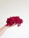 SOREN » Muschio nordico stabilizzato magenta 500gr - Bloomoon