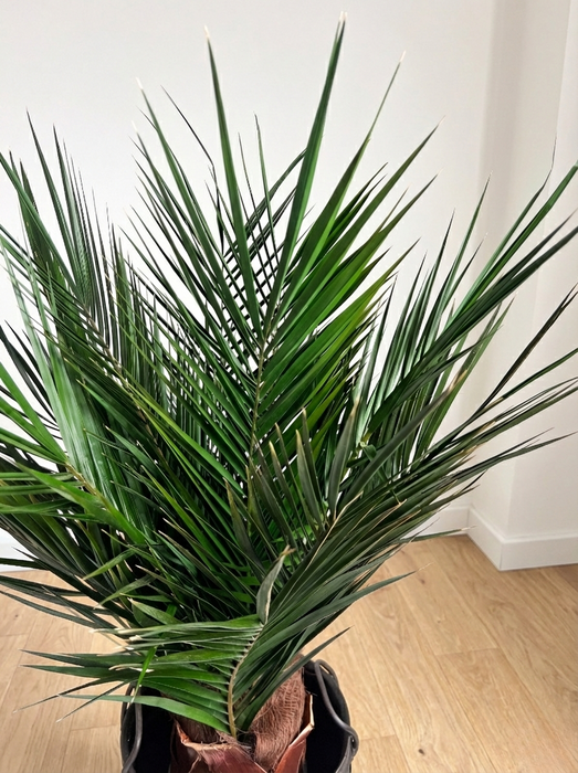 WASHINGTON » pianta stabilizzata phoenix verde 100cm