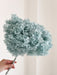 ZAIREL » Ortensia stabilizzata Annabelle stelo lungo celeste polvere - Bloomoon
