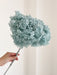 ZAIREL » Ortensia stabilizzata Annabelle stelo lungo celeste polvere - Bloomoon